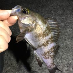 数釣りメバリング