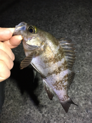 数釣りメバリング