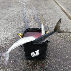 朝マズメラッシュ