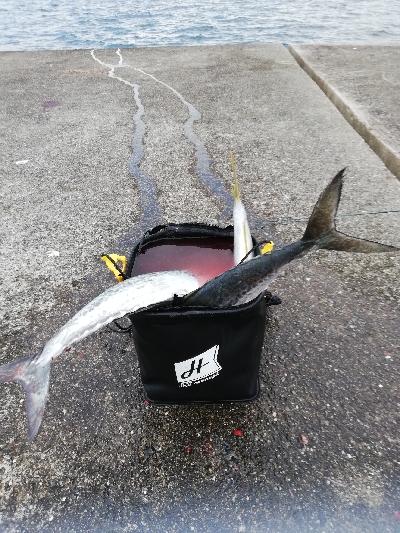 朝マズメラッシュ