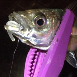 大阪湾奥アジング 中アジつ抜け