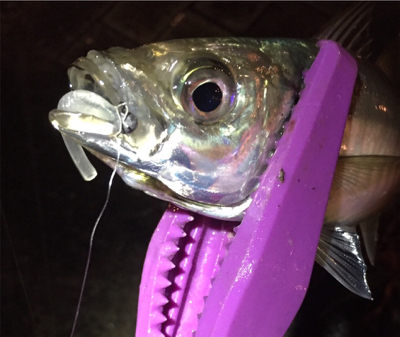 大阪湾奥アジング 中アジつ抜け