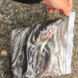 アジング良好です♪