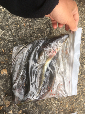 アジング良好です♪