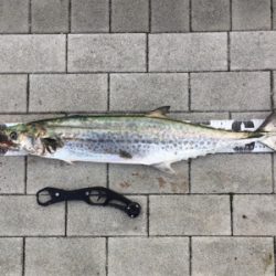 鰆74センチ。。。