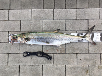 鰆74センチ。。。