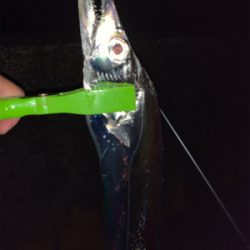 ドラゴンを求めて三千里！