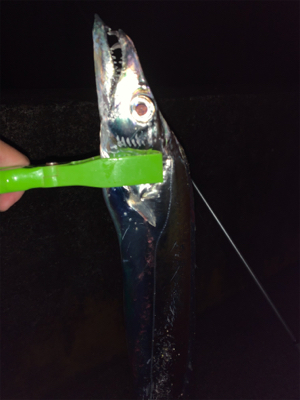 ドラゴンを求めて三千里！