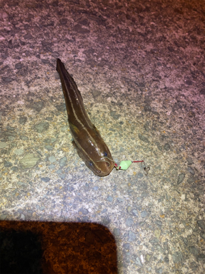 懲りずに穴釣り