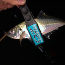 まだまだアジは元気です