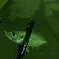 アジング&タチウオ