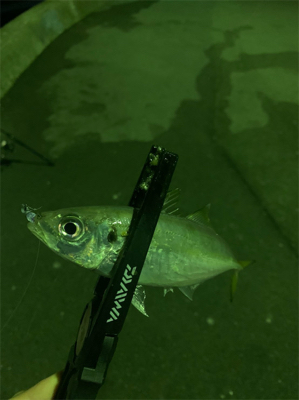 アジング&タチウオ