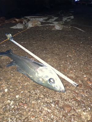 傷ついたルアーはダイソーで補修