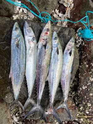 久々の爆釣果！