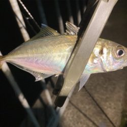 今宵のアジはグッドサイズ(^^)