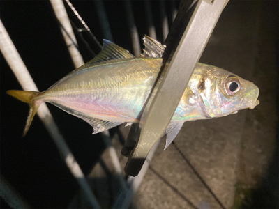 今宵のアジはグッドサイズ(^^)