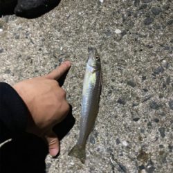 サビキ、ちょい投げ、穴釣り