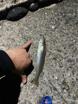 サビキ、ちょい投げ、穴釣り