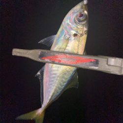 癒しのアジング