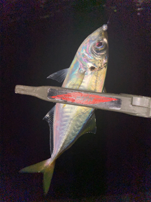 癒しのアジング