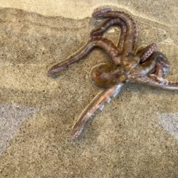 堤防ショアジギングでサゴシ&カマス&タコ