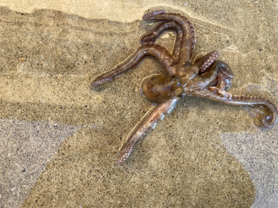 堤防ショアジギングでサゴシ&カマス&タコ