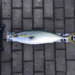 メジロ64センチ。。。