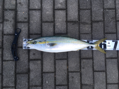 メジロ64センチ。。。