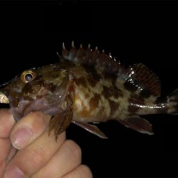 活性が低い時は・・・