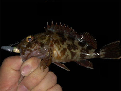 活性が低い時は・・・