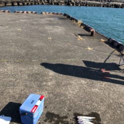 カマス!暗い時間は朝夕ともには1〜2本の白髪