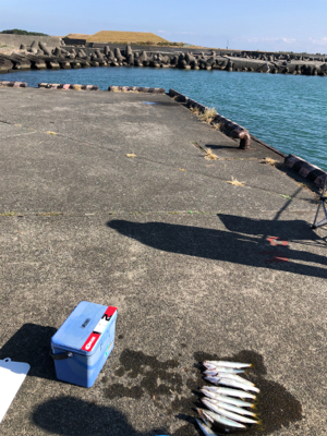 カマス!暗い時間は朝夕ともには1〜2本の白髪