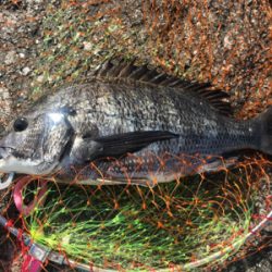 チヌ中型4枚、ガジラ1