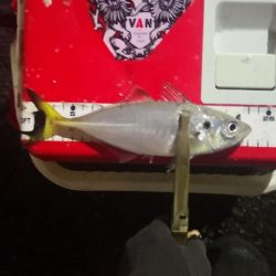 アジング練習 224