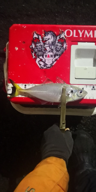 アジング練習 224