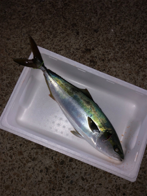 初、船ノマセ！