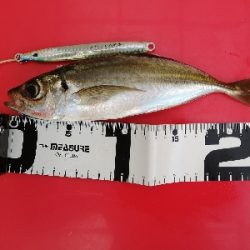 ショアジギング