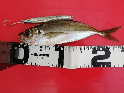 ショアジギング