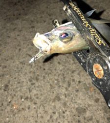 アジングナイト(プチ入れ食い)