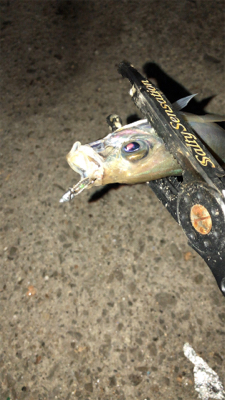 アジングナイト(プチ入れ食い)