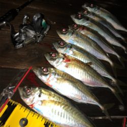 ひとりアジング