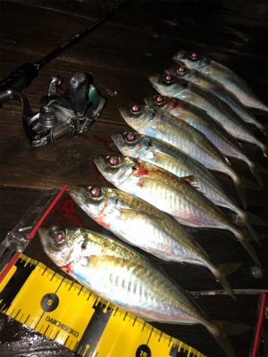 ひとりアジング