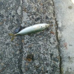 サビキで、小アジ14匹!アイゴ1匹!