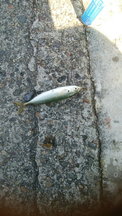 サビキで、小アジ14匹!アイゴ1匹!