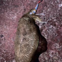 コココココウイカ？？？