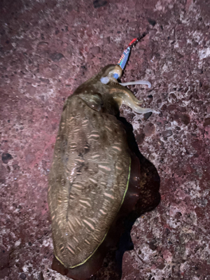 コココココウイカ？？？