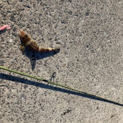 デイアジングで、アジ、カマス、真鯛、ワニごち！！