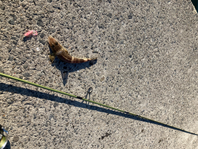 デイアジングで、アジ、カマス、真鯛、ワニごち！！