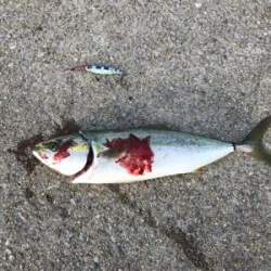 ショアメジロ2本目＋珍客