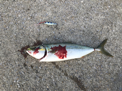 ショアメジロ2本目＋珍客